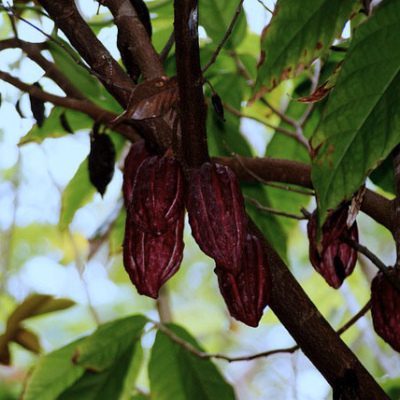 A3.a2 Контракт на международную поставку какао-бобов. Сontract for the International Transactions in Cacaos Beans (AFCC)